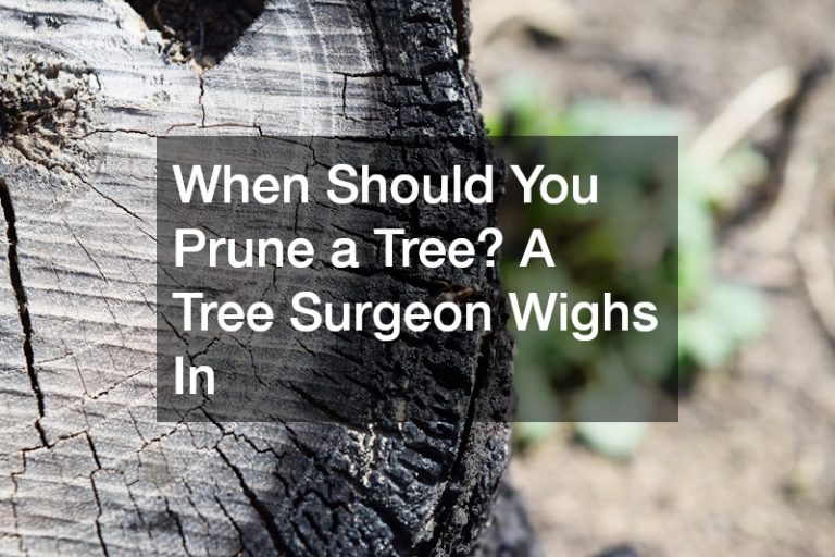 When Should You Prune a Tree? A Tree Surgeon Wighs In